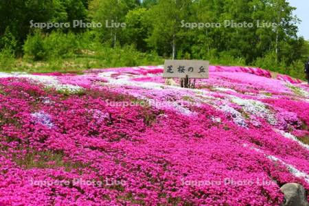 三島さんの芝ざくら庭園