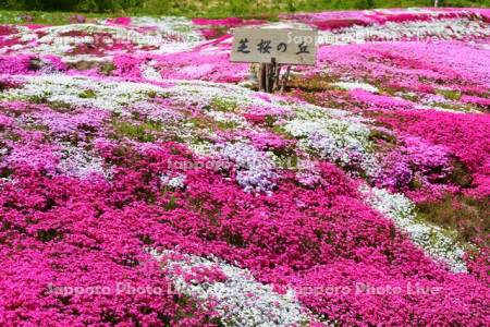 三島さんの芝ざくら庭園
