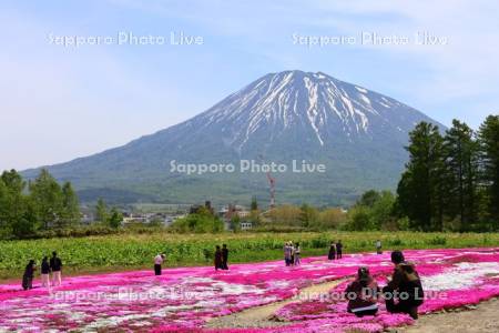 三島さんの芝ざくら庭園と羊蹄山