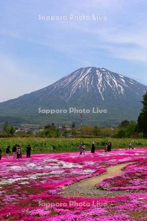 三島さんの芝ざくら庭園と羊蹄山