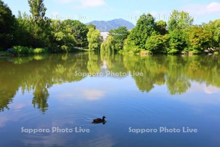 中島公園　菖蒲池とカモ