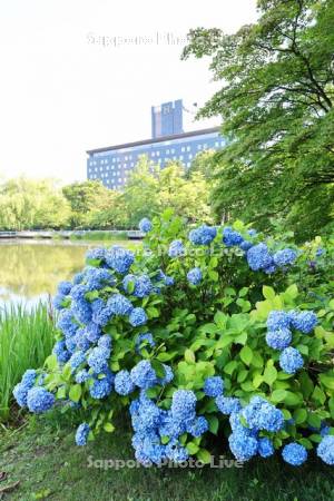 中島公園　アジサイとホテル