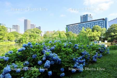 中島公園　アジサイとホテル