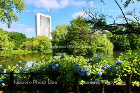 中島公園　アジサイとホテル