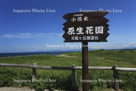 小清水原生花園