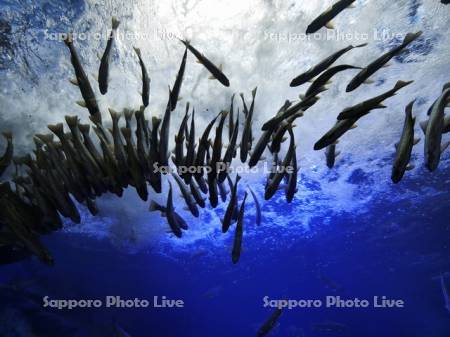 ヤマメ　ニジマス他淡水魚