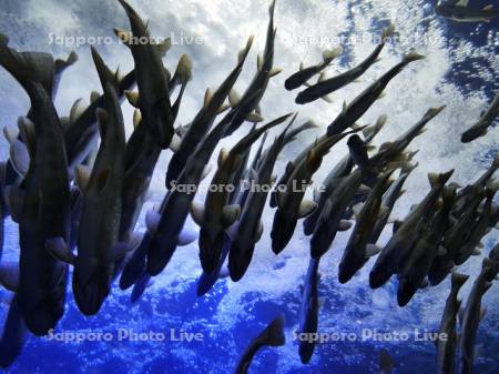 ヤマメ　ニジマス他淡水魚