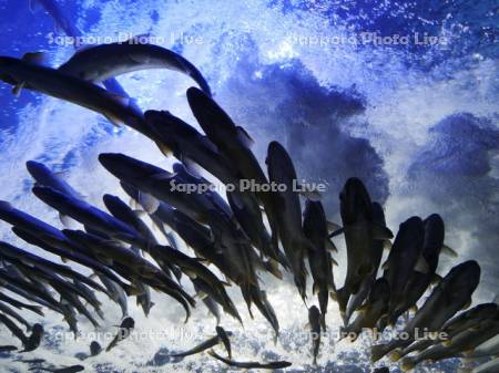 ヤマメ　ニジマス他淡水魚