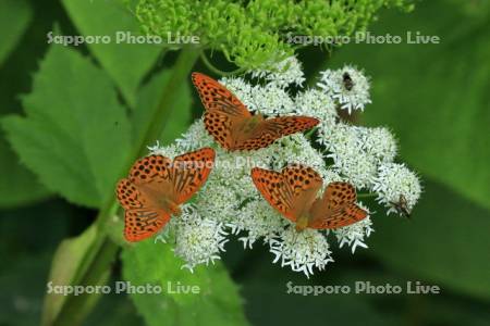 ヒヨウモンチョウ