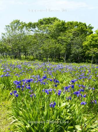 原生花園あやめヶ原　ヒオウギアヤメ