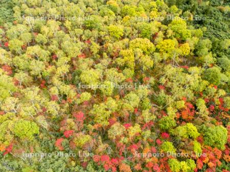 硫黄山の紅葉　空撮
