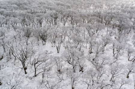 走古丹原生花園の霧氷