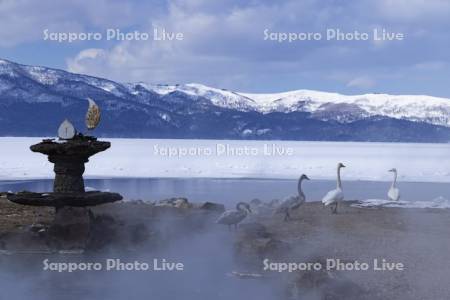 池の湯温泉とハクチョウ