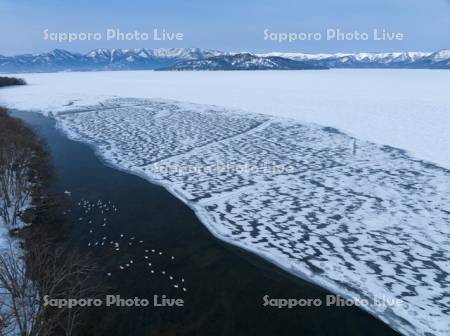 屈斜路湖とハクチョウ