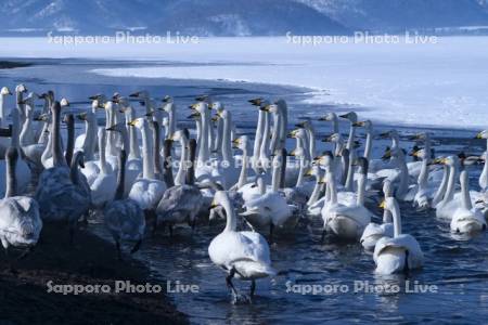 屈斜路湖のハクチョウ