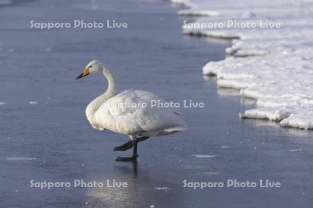 屈斜路湖のハクチョウ