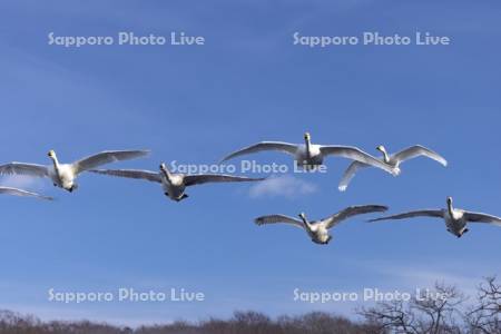 屈斜路湖のハクチョウ