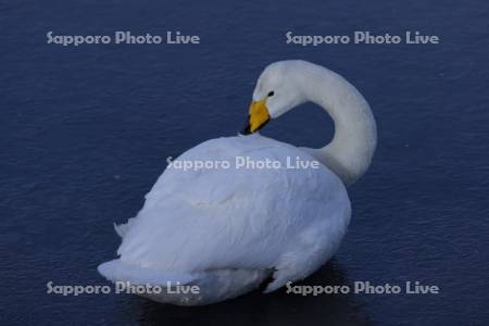 屈斜路湖のハクチョウ