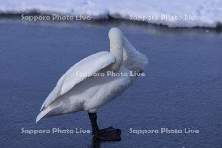 屈斜路湖のハクチョウ