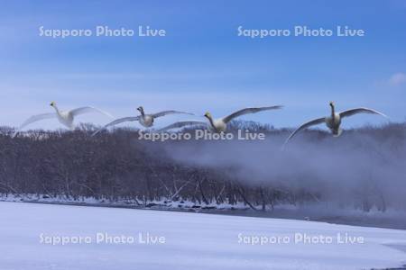 屈斜路湖のハクチョウ