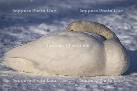 屈斜路湖のハクチョウ