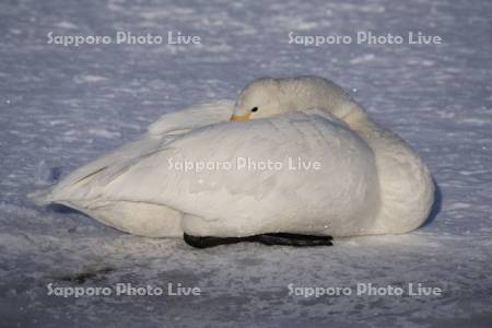 屈斜路湖のハクチョウ