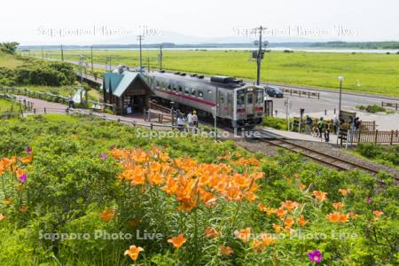 小清水原生花園駅　釧網本線　エゾスカシユリ　