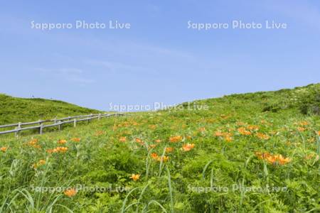 小清水原生花園　エゾスカシユリ　