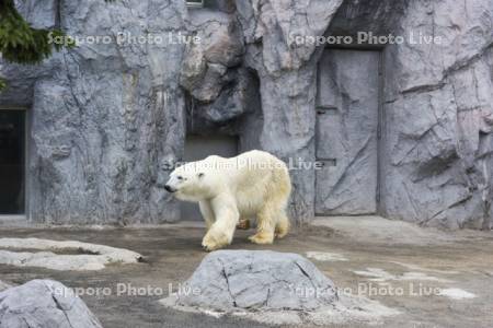 ホッキョクグマ　旭山動物園