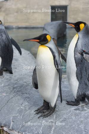 キングペンギン　旭山動物園