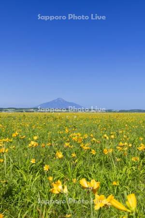 エゾカンゾウ咲くサロベツ原生花園