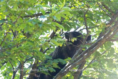 木に登るヒグマ