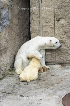 旭山動物園 ホッキョクグマの親子