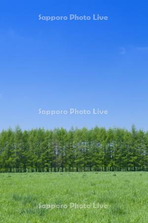 草原と唐松の防風林