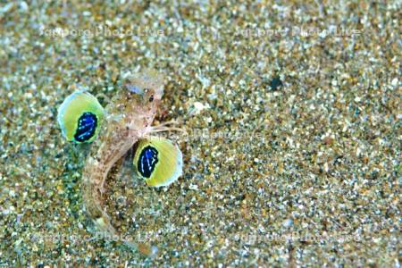 カナガシラの幼魚