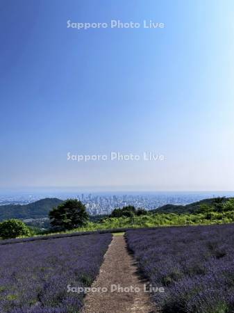 幌見峠ラベンダー園より市街展望