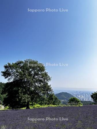 幌見峠ラベンダー園より市街展望