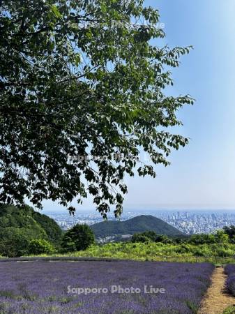 幌見峠ラベンダー園より円山と市街展望