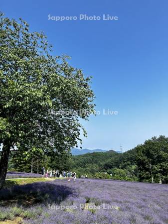 幌見峠ラベンダー園の観光客