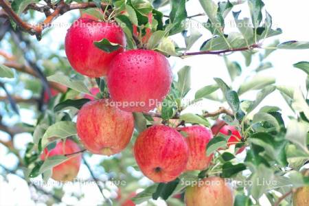 果樹園のリンゴ