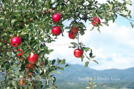 果樹園のリンゴ