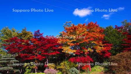 平岡樹芸センター