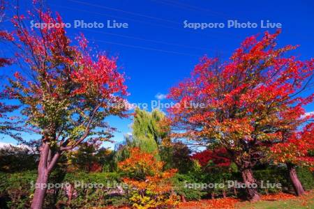 平岡樹芸センター