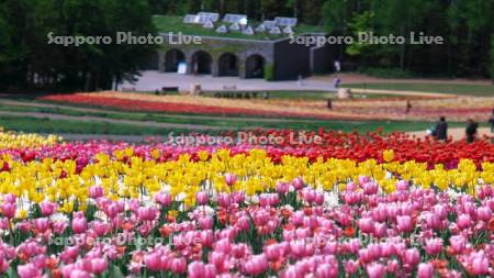 滝野すずらん丘陵公園　チューリップ