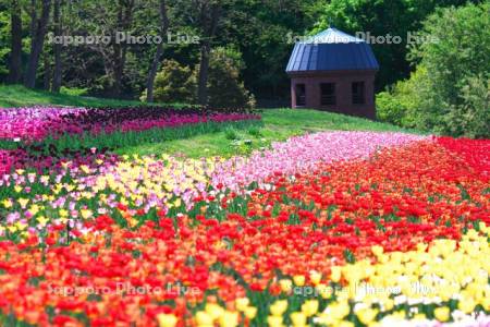 滝野すずらん丘陵公園　チューリップ