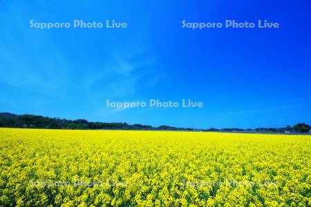 菜の花畑