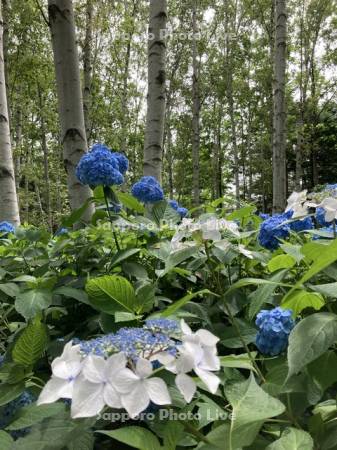 豊平公園　白樺林のアジサイ