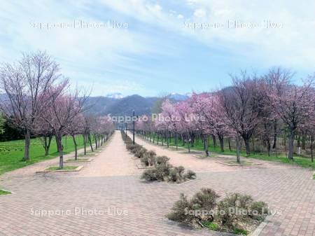 星観緑地の桜と手稲山