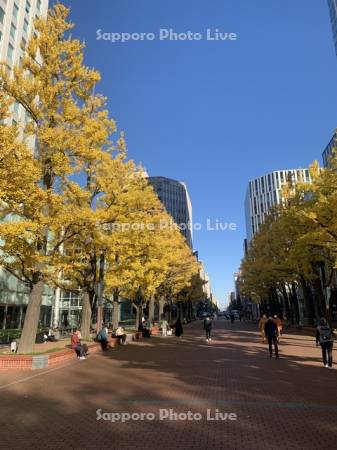 札幌市北３条広場（アカプラ）イチョウ並木