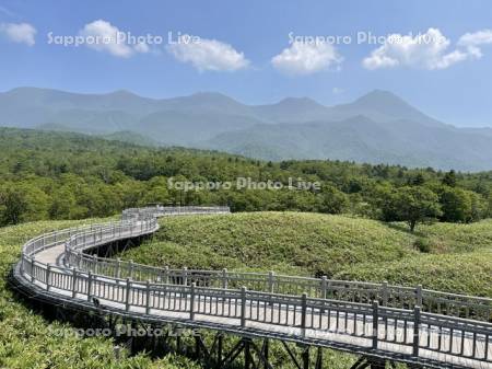 知床五湖高架木道